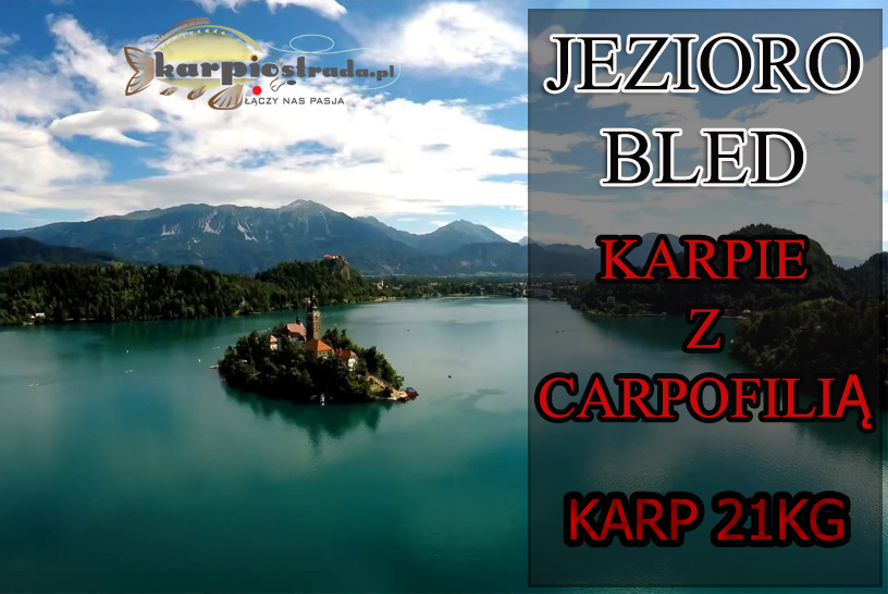 Jezioro Bled, Karpie z Carpofilią