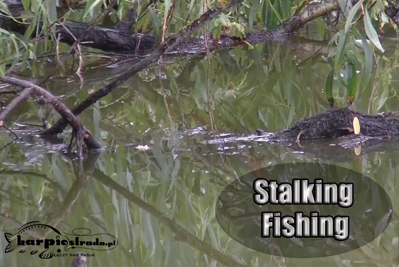 Stalking fishing,branie karpia z powierzchni