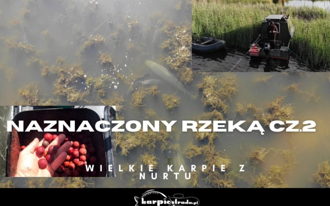 NAZNACZONY RZEKĄ | CZ.2 | M81